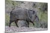 Adult javalina  in the Sonoran Desert suburbs of Tucson, Arizona, USA-Michael Nolan-Mounted Photographic Print