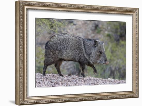 Adult javalina  in the Sonoran Desert suburbs of Tucson, Arizona, USA-Michael Nolan-Framed Photographic Print