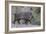 Adult javalina  in the Sonoran Desert suburbs of Tucson, Arizona, USA-Michael Nolan-Framed Photographic Print