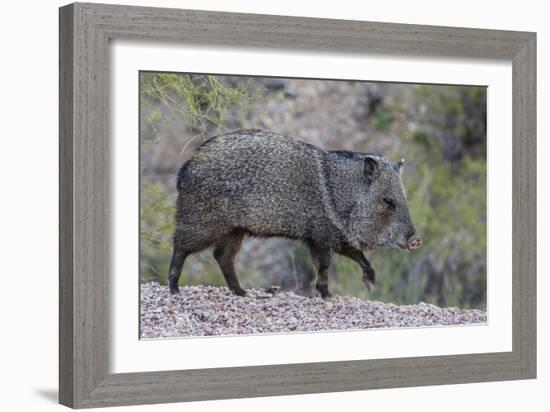 Adult javalina  in the Sonoran Desert suburbs of Tucson, Arizona, USA-Michael Nolan-Framed Photographic Print