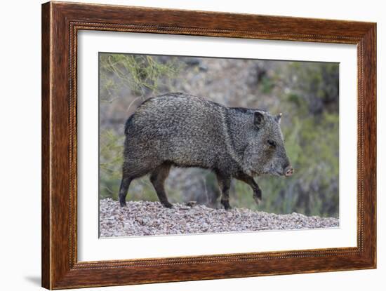 Adult javalina  in the Sonoran Desert suburbs of Tucson, Arizona, USA-Michael Nolan-Framed Photographic Print