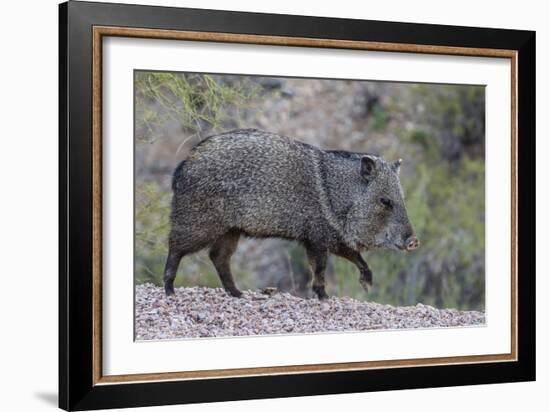 Adult javalina  in the Sonoran Desert suburbs of Tucson, Arizona, USA-Michael Nolan-Framed Photographic Print