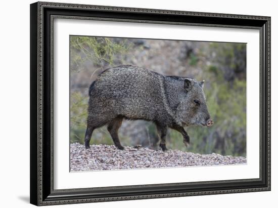 Adult javalina  in the Sonoran Desert suburbs of Tucson, Arizona, USA-Michael Nolan-Framed Photographic Print