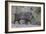 Adult javalina  in the Sonoran Desert suburbs of Tucson, Arizona, USA-Michael Nolan-Framed Photographic Print