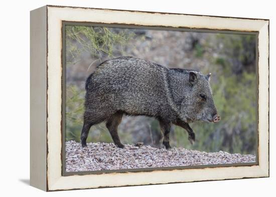 Adult javalina  in the Sonoran Desert suburbs of Tucson, Arizona, USA-Michael Nolan-Framed Premier Image Canvas