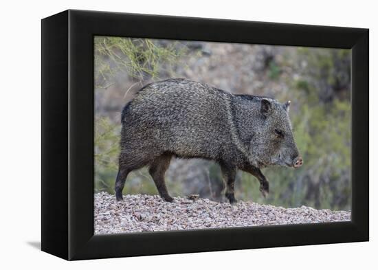 Adult javalina  in the Sonoran Desert suburbs of Tucson, Arizona, USA-Michael Nolan-Framed Premier Image Canvas