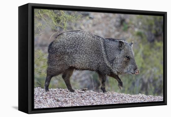 Adult javalina  in the Sonoran Desert suburbs of Tucson, Arizona, USA-Michael Nolan-Framed Premier Image Canvas