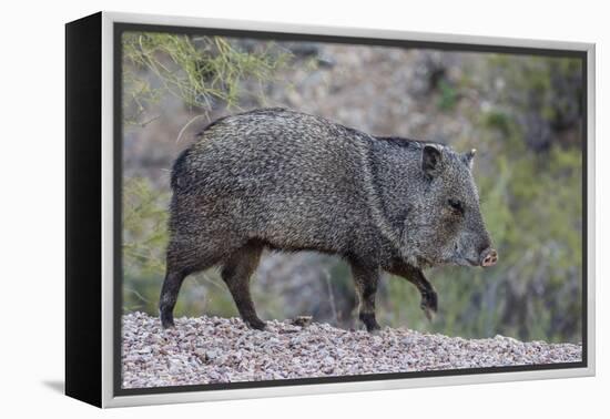 Adult javalina  in the Sonoran Desert suburbs of Tucson, Arizona, USA-Michael Nolan-Framed Premier Image Canvas