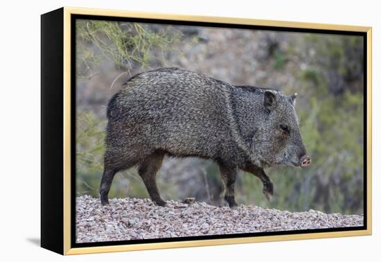 Adult javalina  in the Sonoran Desert suburbs of Tucson, Arizona, USA-Michael Nolan-Framed Premier Image Canvas