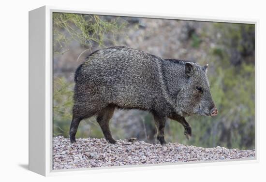 Adult javalina  in the Sonoran Desert suburbs of Tucson, Arizona, USA-Michael Nolan-Framed Premier Image Canvas