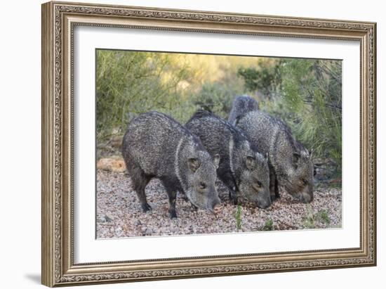 Adult javalinas  in the Sonoran Desert suburbs of Tucson, Arizona, USA-Michael Nolan-Framed Photographic Print