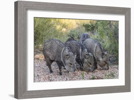 Adult javalinas  in the Sonoran Desert suburbs of Tucson, Arizona, USA-Michael Nolan-Framed Photographic Print