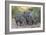 Adult javalinas  in the Sonoran Desert suburbs of Tucson, Arizona, USA-Michael Nolan-Framed Photographic Print