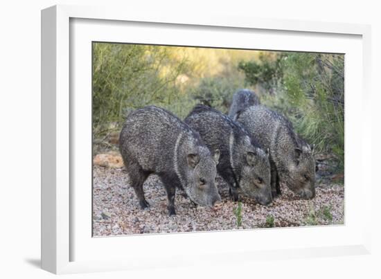 Adult javalinas  in the Sonoran Desert suburbs of Tucson, Arizona, USA-Michael Nolan-Framed Photographic Print