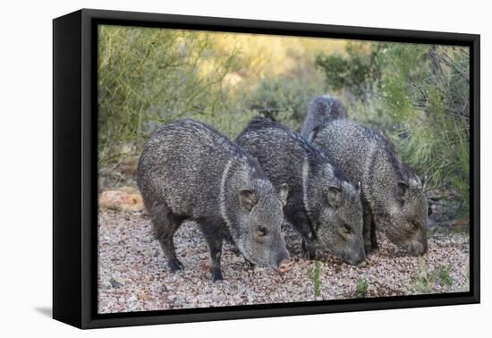 Adult javalinas  in the Sonoran Desert suburbs of Tucson, Arizona, USA-Michael Nolan-Framed Premier Image Canvas