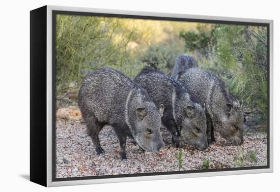 Adult javalinas  in the Sonoran Desert suburbs of Tucson, Arizona, USA-Michael Nolan-Framed Premier Image Canvas