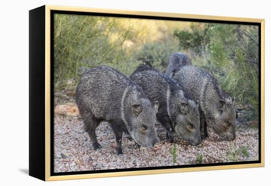 Adult javalinas  in the Sonoran Desert suburbs of Tucson, Arizona, USA-Michael Nolan-Framed Premier Image Canvas