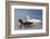 Adult Kelp Goose Pair (Chloephaga Hybrida), New Island Nature Reserve, Falkland Islands-Michael Nolan-Framed Photographic Print