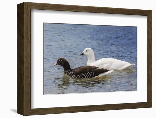 Adult Kelp Goose Pair (Chloephaga Hybrida), New Island Nature Reserve, Falkland Islands-Michael Nolan-Framed Photographic Print