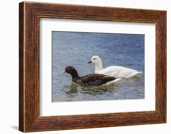 Adult Kelp Goose Pair (Chloephaga Hybrida), New Island Nature Reserve, Falkland Islands-Michael Nolan-Framed Photographic Print