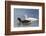 Adult Kelp Goose Pair (Chloephaga Hybrida), New Island Nature Reserve, Falkland Islands-Michael Nolan-Framed Photographic Print