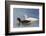 Adult Kelp Goose Pair (Chloephaga Hybrida), New Island Nature Reserve, Falkland Islands-Michael Nolan-Framed Photographic Print