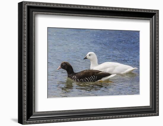 Adult Kelp Goose Pair (Chloephaga Hybrida), New Island Nature Reserve, Falkland Islands-Michael Nolan-Framed Photographic Print