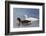 Adult Kelp Goose Pair (Chloephaga Hybrida), New Island Nature Reserve, Falkland Islands-Michael Nolan-Framed Photographic Print
