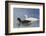 Adult Kelp Goose Pair (Chloephaga Hybrida), New Island Nature Reserve, Falkland Islands-Michael Nolan-Framed Photographic Print