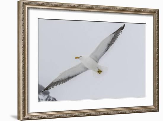 Adult Kelp Gull (Larus Dominicanus) in Flight at Brown Bluff, Antarctic Sound, Antarctica-Michael Nolan-Framed Photographic Print