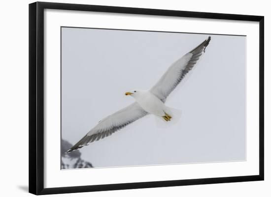 Adult Kelp Gull (Larus Dominicanus) in Flight at Brown Bluff, Antarctic Sound, Antarctica-Michael Nolan-Framed Photographic Print