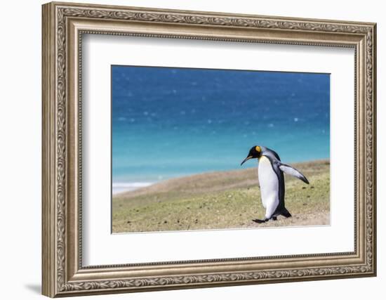 Adult king penguin (Aptenodytes patagonicus) on the grassy slopes of Saunders Island, Falkland Isla-Michael Nolan-Framed Photographic Print