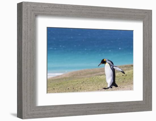 Adult king penguin (Aptenodytes patagonicus) on the grassy slopes of Saunders Island, Falkland Isla-Michael Nolan-Framed Photographic Print