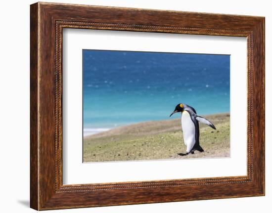 Adult king penguin (Aptenodytes patagonicus) on the grassy slopes of Saunders Island, Falkland Isla-Michael Nolan-Framed Photographic Print