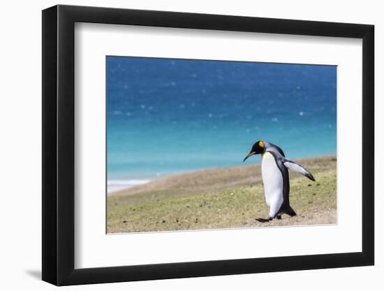 Adult king penguin (Aptenodytes patagonicus) on the grassy slopes of Saunders Island, Falkland Isla-Michael Nolan-Framed Photographic Print