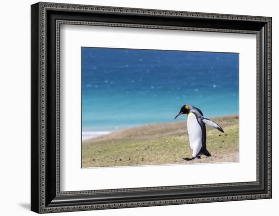 Adult king penguin (Aptenodytes patagonicus) on the grassy slopes of Saunders Island, Falkland Isla-Michael Nolan-Framed Photographic Print