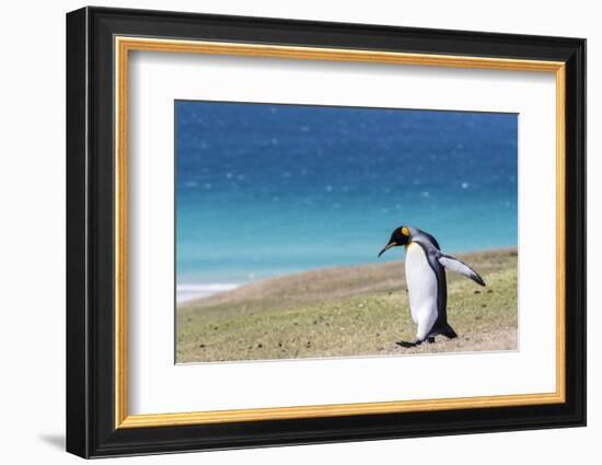 Adult king penguin (Aptenodytes patagonicus) on the grassy slopes of Saunders Island, Falkland Isla-Michael Nolan-Framed Photographic Print