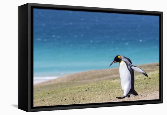 Adult king penguin (Aptenodytes patagonicus) on the grassy slopes of Saunders Island, Falkland Isla-Michael Nolan-Framed Premier Image Canvas