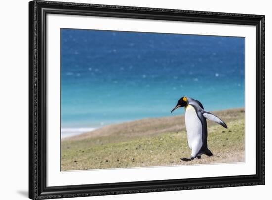 Adult king penguin (Aptenodytes patagonicus) on the grassy slopes of Saunders Island, Falkland Isla-Michael Nolan-Framed Photographic Print