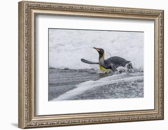 Adult King Penguin (Aptenodytes Patagonicus) Returning from Sea at St. Andrews Bay, Polar Regions-Michael Nolan-Framed Photographic Print