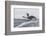 Adult King Penguin (Aptenodytes Patagonicus) Returning from Sea at St. Andrews Bay, Polar Regions-Michael Nolan-Framed Photographic Print