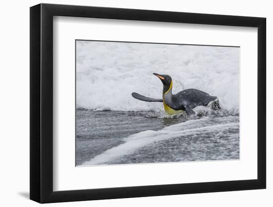 Adult King Penguin (Aptenodytes Patagonicus) Returning from Sea at St. Andrews Bay, Polar Regions-Michael Nolan-Framed Photographic Print