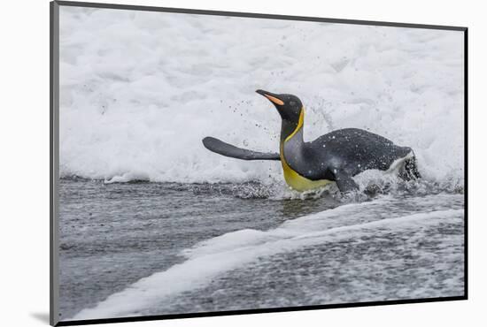 Adult King Penguin (Aptenodytes Patagonicus) Returning from Sea at St. Andrews Bay, Polar Regions-Michael Nolan-Mounted Photographic Print