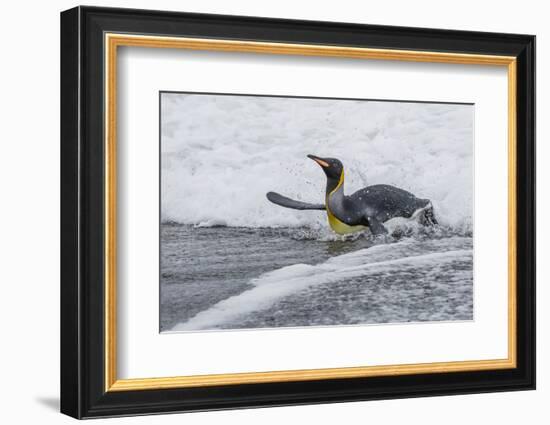 Adult King Penguin (Aptenodytes Patagonicus) Returning from Sea at St. Andrews Bay, Polar Regions-Michael Nolan-Framed Photographic Print