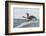 Adult King Penguin (Aptenodytes Patagonicus) Returning from Sea at St. Andrews Bay, Polar Regions-Michael Nolan-Framed Photographic Print