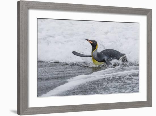 Adult King Penguin (Aptenodytes Patagonicus) Returning from Sea at St. Andrews Bay, Polar Regions-Michael Nolan-Framed Photographic Print