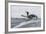 Adult King Penguin (Aptenodytes Patagonicus) Returning from Sea at St. Andrews Bay, Polar Regions-Michael Nolan-Framed Photographic Print