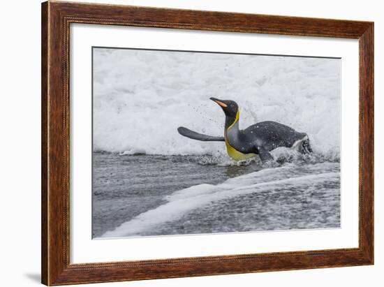 Adult King Penguin (Aptenodytes Patagonicus) Returning from Sea at St. Andrews Bay, Polar Regions-Michael Nolan-Framed Photographic Print