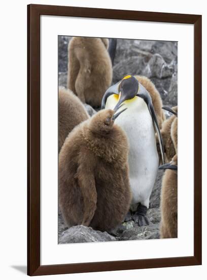 Adult King penguin with Chick. St. Andrews Bay, South Georgia Islands.-Tom Norring-Framed Photographic Print