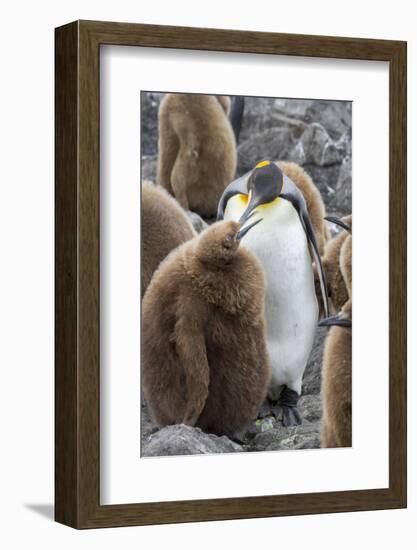 Adult King penguin with Chick. St. Andrews Bay, South Georgia Islands.-Tom Norring-Framed Photographic Print